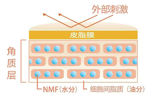 角質(zhì)層的作用有哪些？